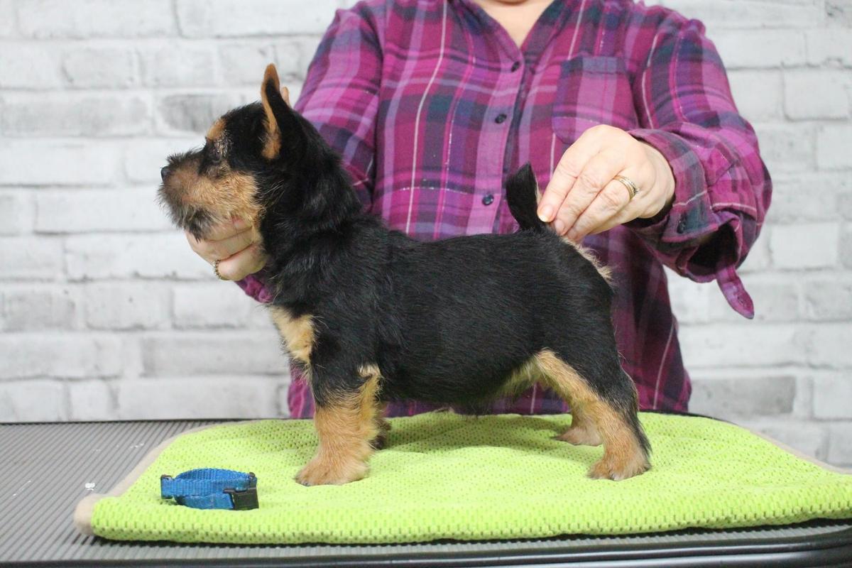 TriNor Locked and Loaded | Norwich Terrier 