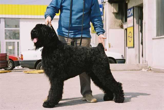 Aron-Black | Black Russian Terrier 