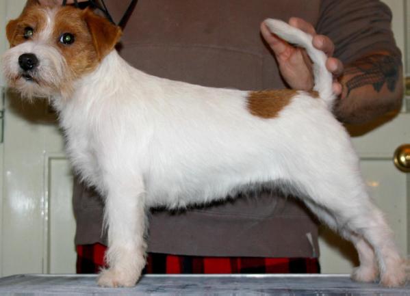 Livia Drusilla della Domus Aventina | Jack Russell Terrier 