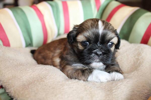 Cobblestone Black Gold Texas Tea | Shih Tzu 