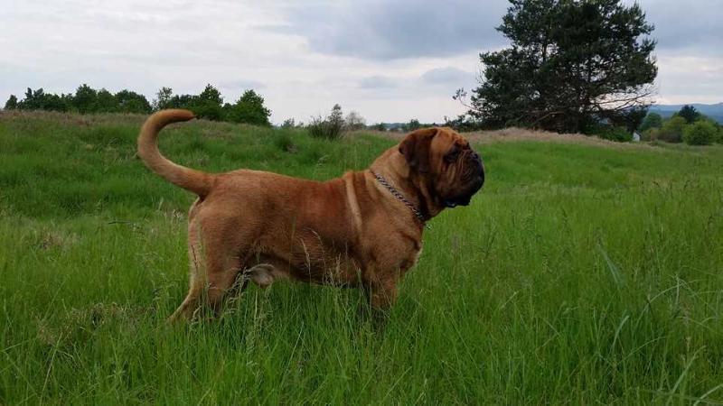 Artur | Dogue de Bordeaux 