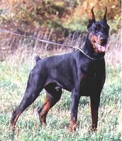 Aristo Leo di Motta Visconti | Black Doberman Pinscher