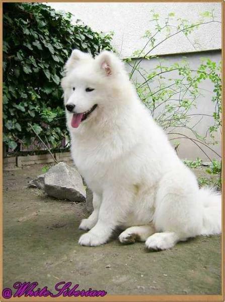 Samoyeds Kennel for Love Elektra | Samoyed 