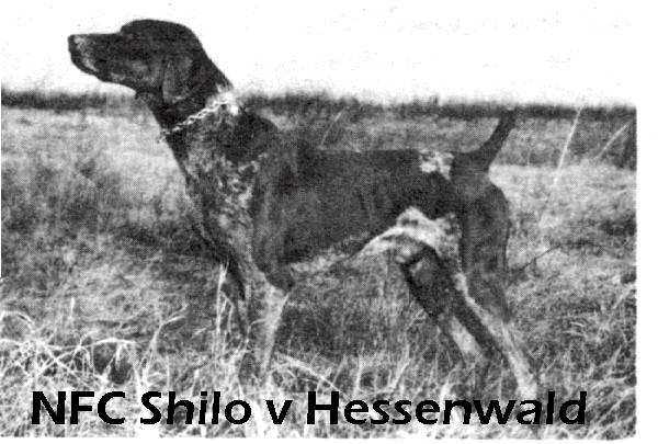 Shilo v Hessenwald | German Shorthaired Pointer 