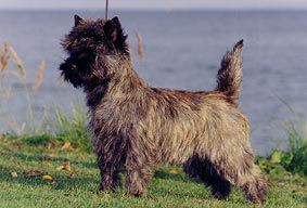 Hjohoo'S i believe in hjo | Cairn Terrier 