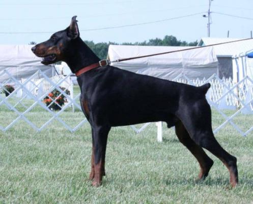 Dobereich's One of a Kind | Black Doberman Pinscher