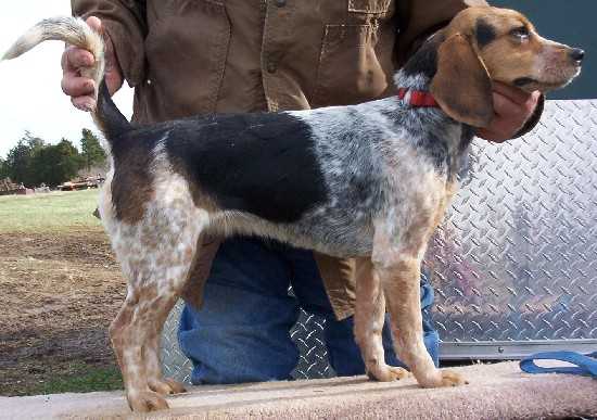 Scrogham's Blue Diamond | Beagle 