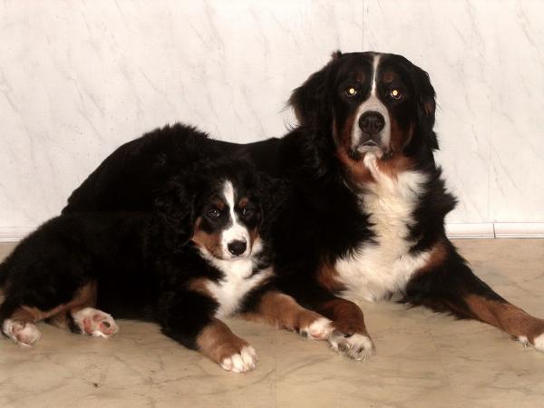 Elika Baiz Iz Bel | Bernese Mountain Dog 