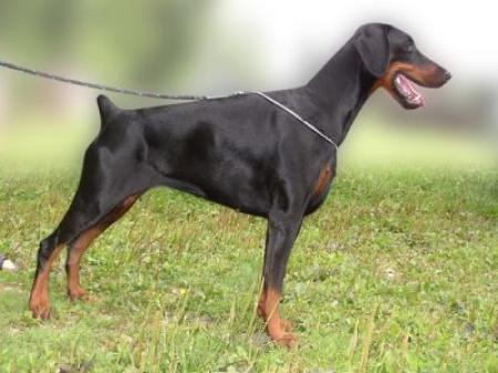 Amee Halitpasa Alargo Bohemia | Black Doberman Pinscher