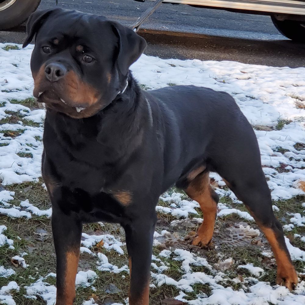 Nero Kyng Vom Starkhaus | Rottweiler 