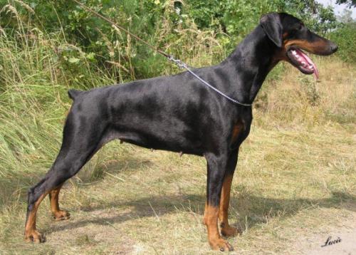 Brittanica Halit Pasa | Black Doberman Pinscher