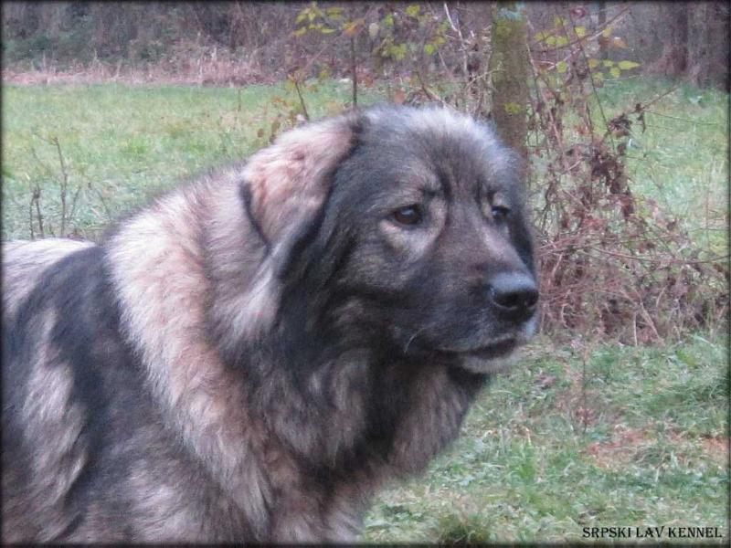 Madona Srpski Lav | Yugoslavian Shepherd Dog-Sarplaninac 