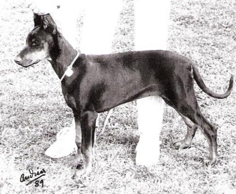 Bryanstam's Olympia-Omega | Black Doberman Pinscher