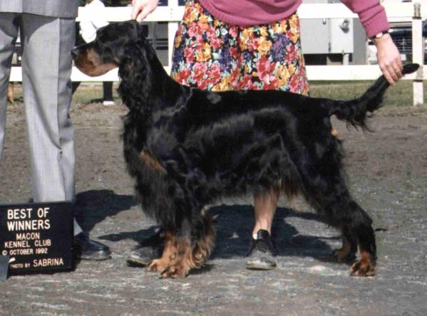 Sassenach H. Corbett | Gordon Setter 