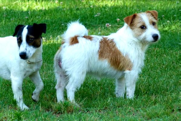 Mentuccia | Jack Russell Terrier 