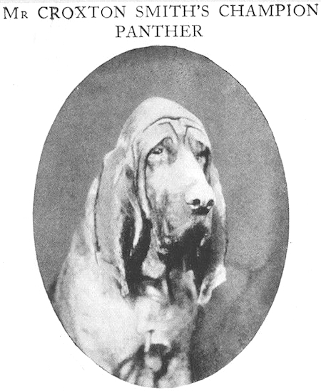 Panther (1897) 395C 1/1898 | Bloodhound 