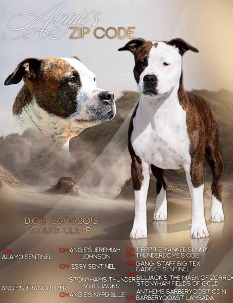 Angie´s Zip Code | American Staffordshire Terrier 