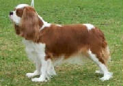 Aberlour Yor Hiland Rose | Cavalier King Charles Spaniel 