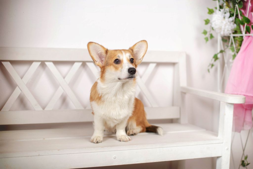 VASILISA PREKRASNAYA | Pembroke Welsh Corgi 