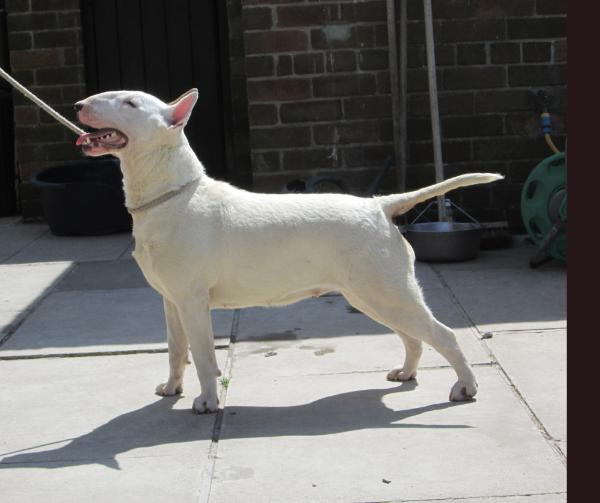 Bullywood Sugar Candy | Bull Terrier 