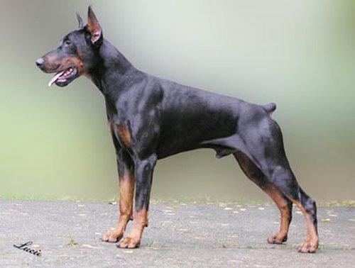 Irinland Eros Erato | Black Doberman Pinscher