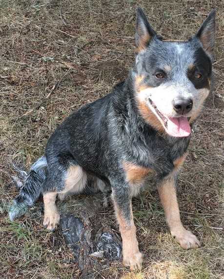 Greycliff Badger Outback | Australian Cattle Dog 