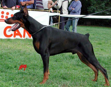 Horus del Mediano | Black Doberman Pinscher