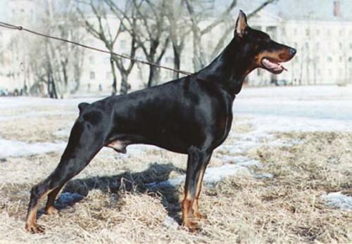 Danko di Campovalano (LO0034029) | Black Doberman Pinscher