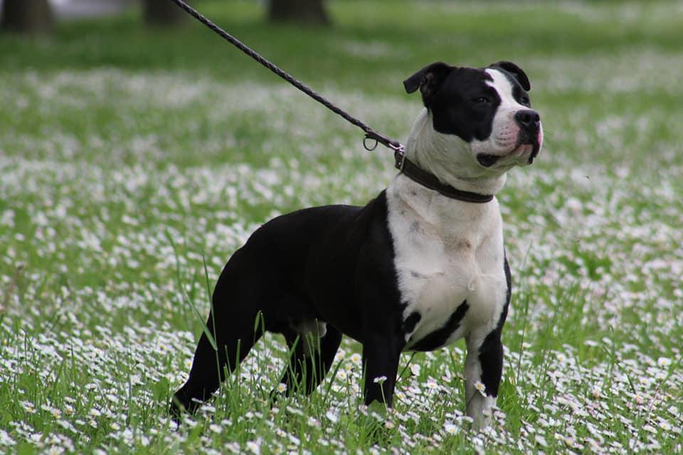 Markov Staff Uzzi | American Staffordshire Terrier 