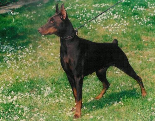 Sila di Villa Castelli | Brown Doberman Pinscher