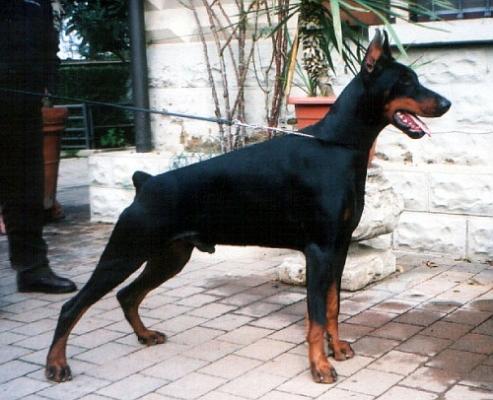 Ferrofarah Gomez di Campovalano | Black Doberman Pinscher