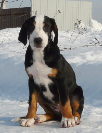 Eberron Greta Garbo | Greater Swiss Mountain Dog 