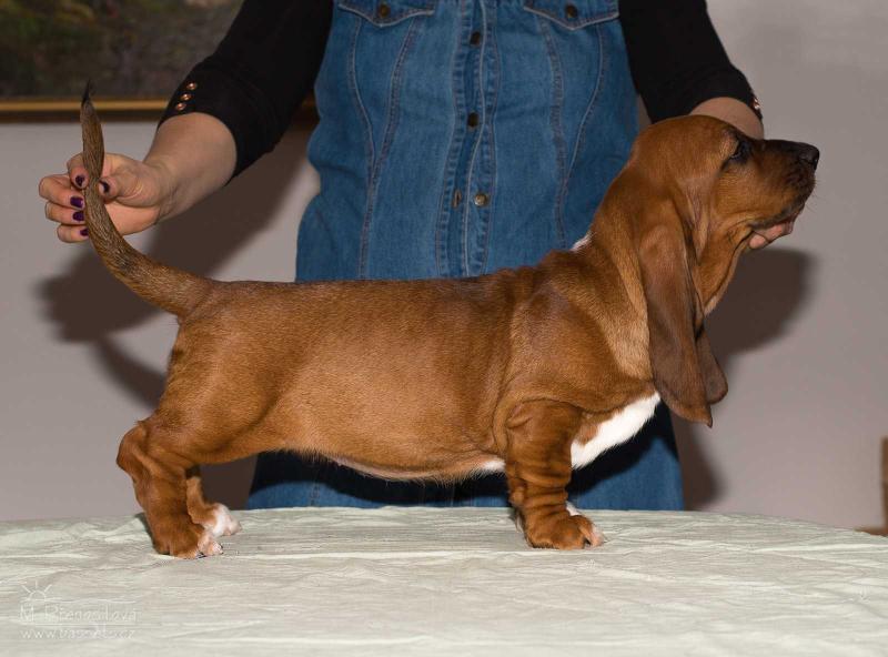 MOLLYCODDLE GLOOMY CLOWN | Basset Hound 