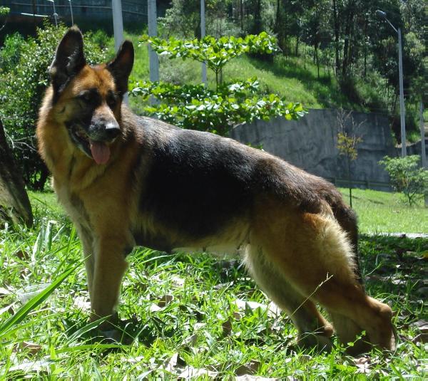 Urma de Weimar | German Shepherd Dog 