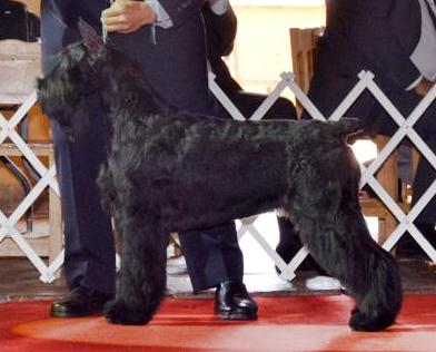 Black Whiskers  Adelle of VID | Giant Schnauzer 