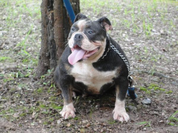 DSK's Porsche of Carrera's | Olde English Bulldogge 