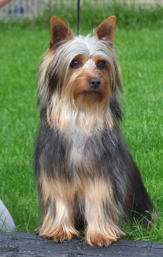 Romwal Maid in Wales | Silky Terrier 