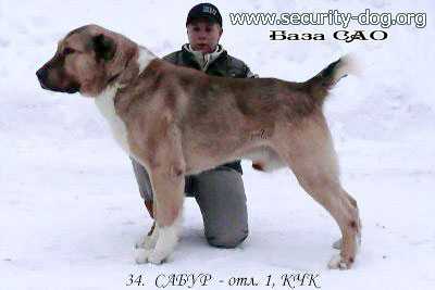 Sabur | Central Asian Shepherd Dog 