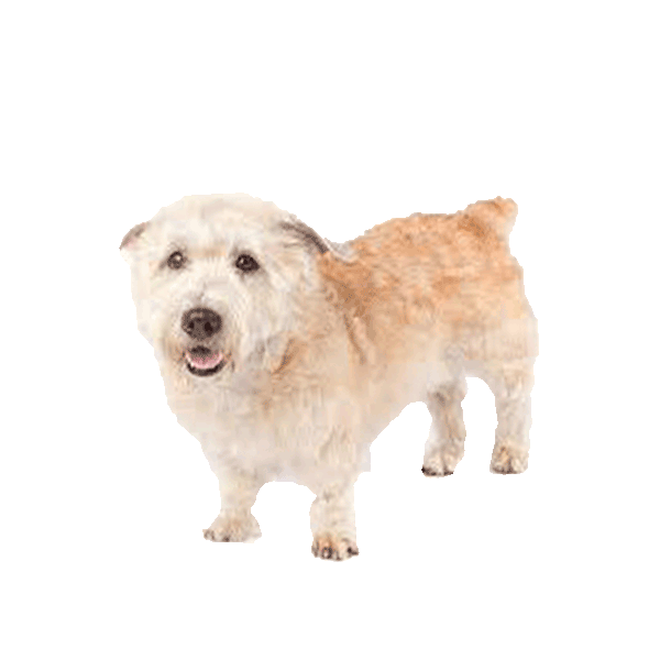 Glen Of Imaal Terrier