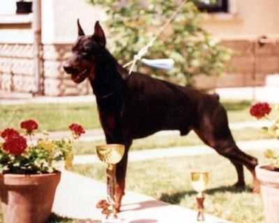 Tahi-Reme Vajen | Black Doberman Pinscher