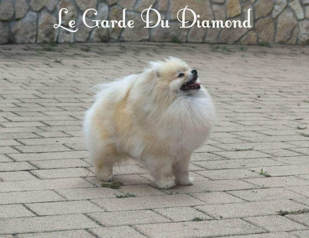 Kalimba De Luna Child Number One | Pomeranian 