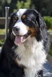 Guru's Karuna Bouvier Bernois | Bernese Mountain Dog 