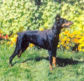 Annah v. Haus Jagen | Black Doberman Pinscher