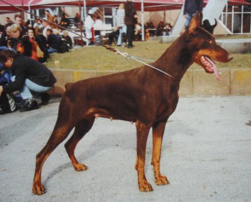 Asia (LO98127100) | Brown Doberman Pinscher