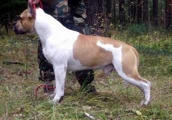 Irgen Gold Spartak | American Staffordshire Terrier 