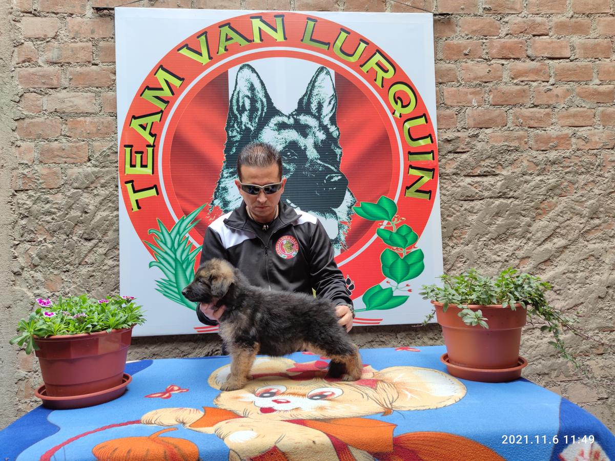 Maradonna Van Lurquin | German Shepherd Dog 