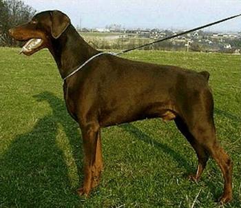 Nathan z Cyklonu Silesia | Brown Doberman Pinscher