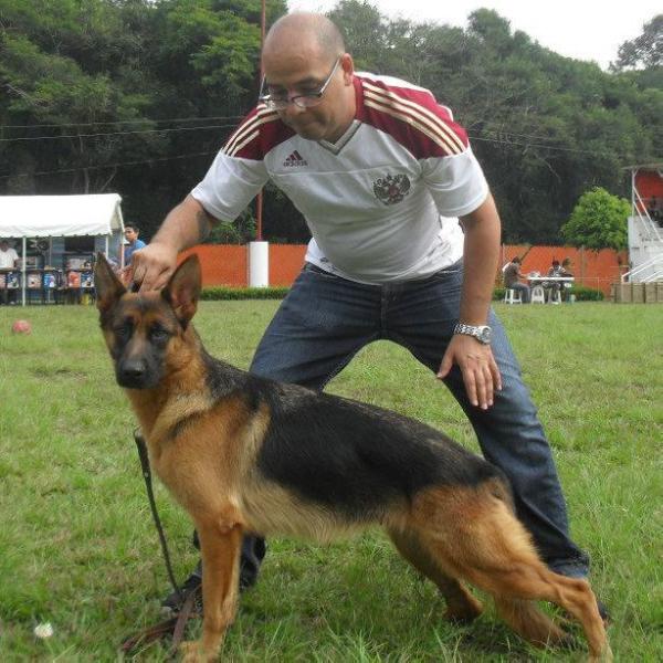 Kshasta Urizar | German Shepherd Dog 