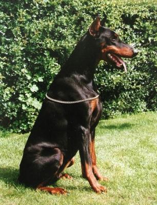 Celestra v. Schwarzen Aliba | Black Doberman Pinscher