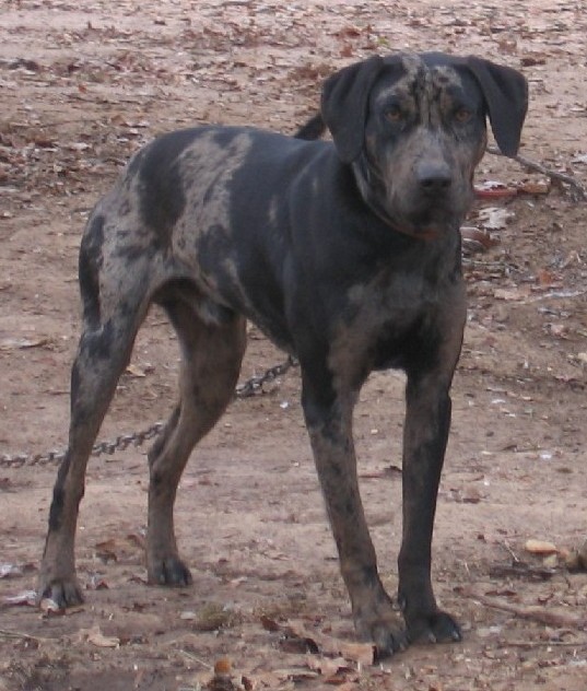 Big'un | Catahoula Leopard Dog 